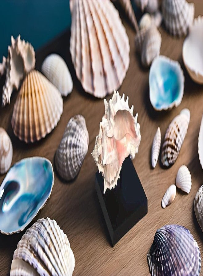 Clearco Seashell Display Stand for Minerals, Spheres, Rocks, Shells, Baseballs, Ancient Oil Lamps, Artifacts and other items (3 inch) - Image 3